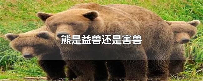 熊是益兽还是害兽