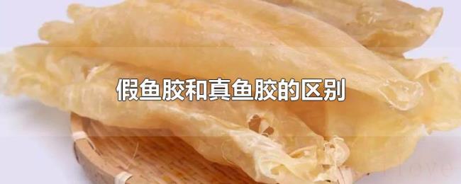 假鱼胶和真鱼胶的区别 假鱼胶和真鱼胶的区别