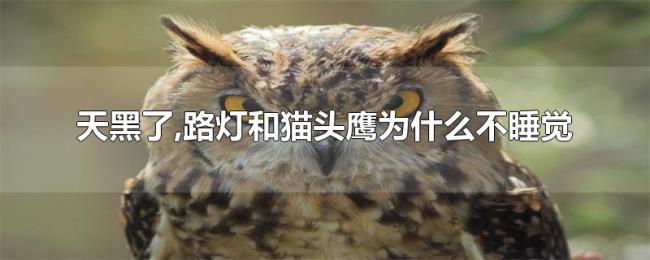 天黑了,路灯和猫头鹰为什么不睡觉