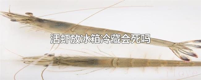 活虾放冰箱冷藏会死吗