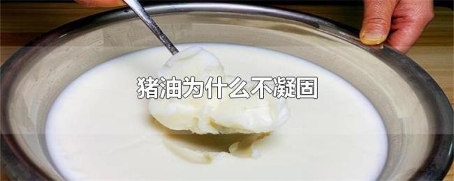 猪油为什么不凝固
