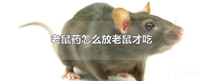 老鼠药怎么放老鼠才吃 老鼠药怎么放老鼠才吃