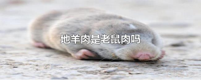 地羊肉是老鼠肉吗 地羊肉是老鼠肉吗