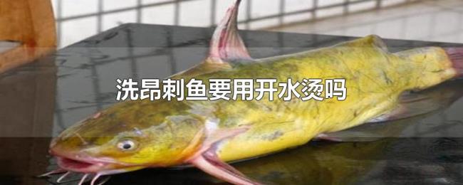 洗昂刺鱼要用开水烫吗