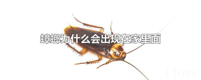 蟑螂为什么会出现在家里面 蟑螂为什么会出现在家里面