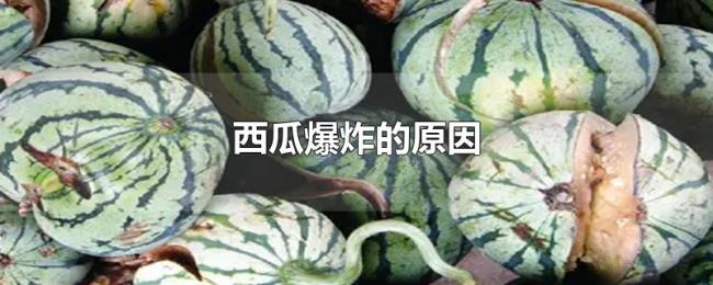 西瓜爆炸的原因 西瓜爆炸的原因