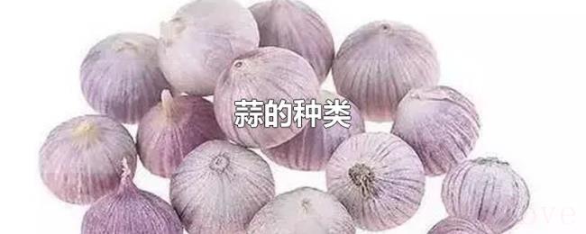 蒜的种类 蒜的种类