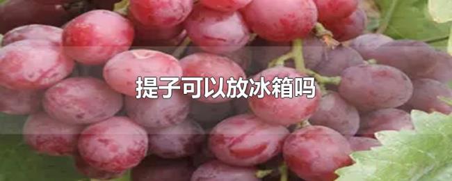 提子可以放冰箱吗 提子可以放冰箱吗