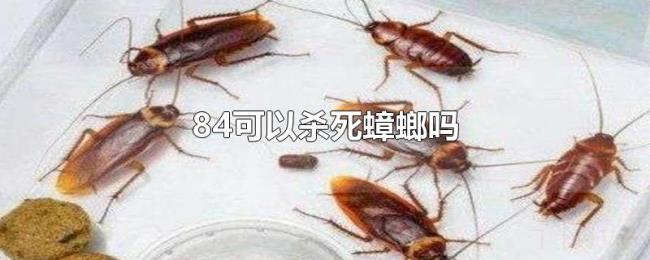 84可以杀死蟑螂吗 84可以杀死蟑螂吗