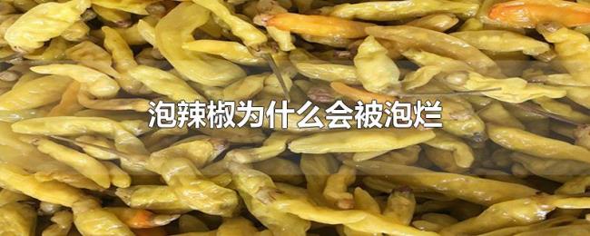 泡辣椒为什么会被泡烂 泡辣椒为什么会被泡烂