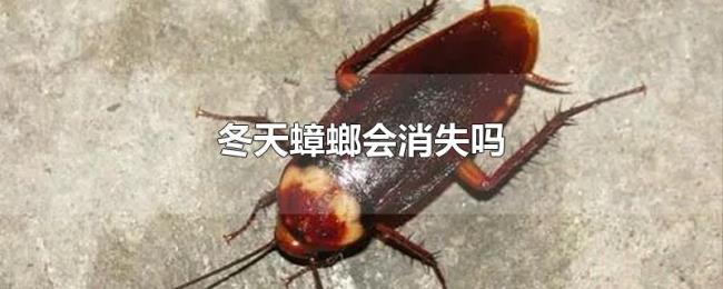 冬天蟑螂会消失吗 冬天蟑螂会消失吗
