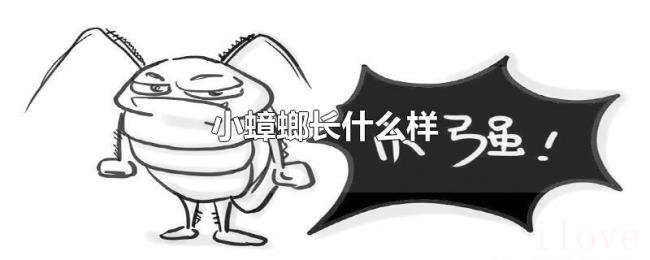小蟑螂长什么样 小蟑螂长什么样