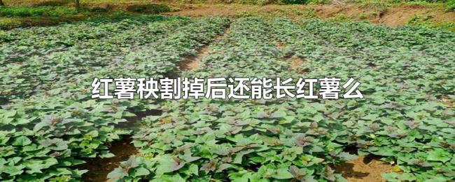 红薯秧割掉后还能长红薯么 红薯秧割掉后还能长红薯么