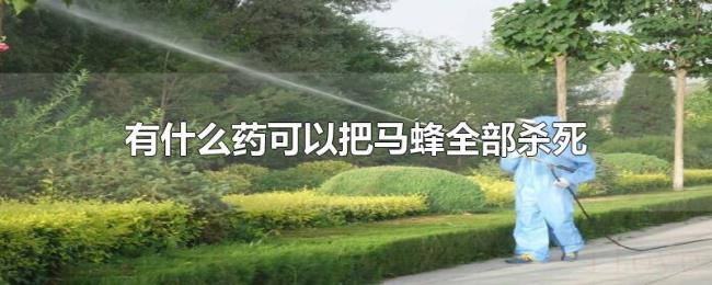 有什么药可以把马蜂全部杀死 有什么药可以把马蜂全部杀死