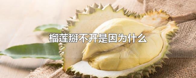 榴莲掰不开是因为什么 榴莲掰不开是因为什么