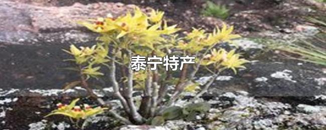 泰宁特产 泰宁特产