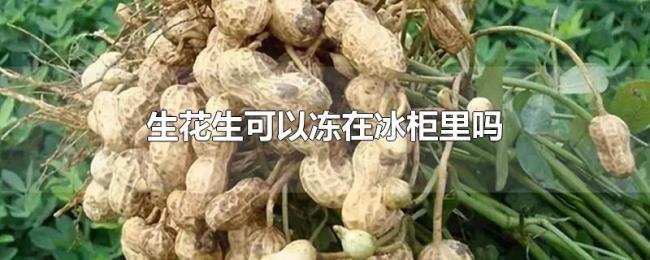 生花生可以冻在冰柜里吗 生花生可以冻在冰柜里吗