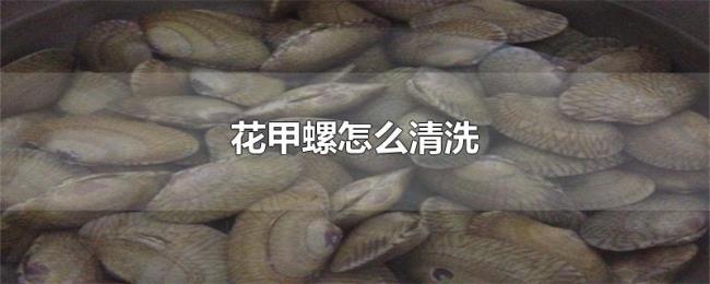 花甲螺怎么清洗 花甲螺怎么清洗