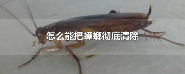 怎么能把蟑螂彻底清除 怎么能把蟑螂彻底清除