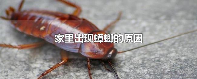 家里出现蟑螂的原因 家里出现蟑螂的原因