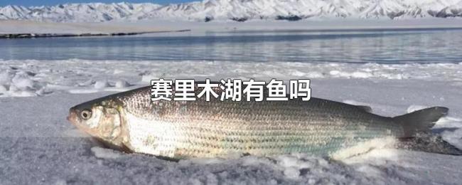 赛里木湖有鱼吗 赛里木湖有鱼吗