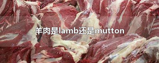 羊肉是lamb还是mutton 羊肉是lamb还是mutton
