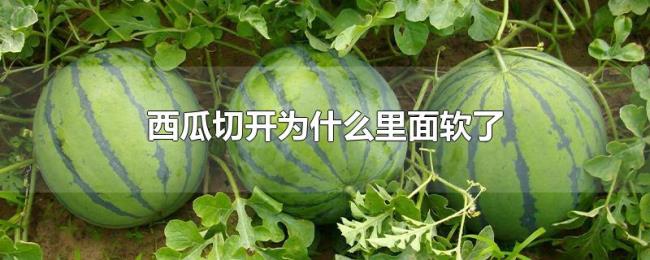 西瓜切开为什么里面软了