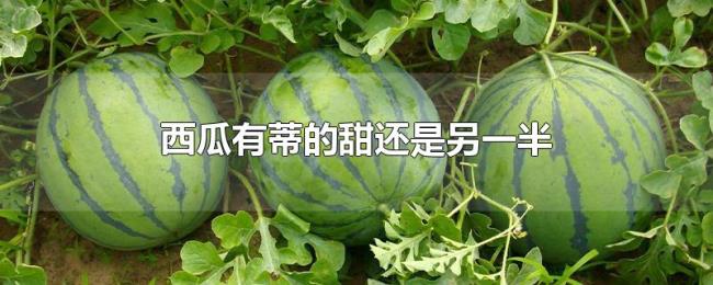 西瓜有蒂的甜还是另一半 西瓜有蒂的甜还是另一半