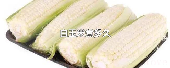 白玉米煮多久 白玉米煮多久