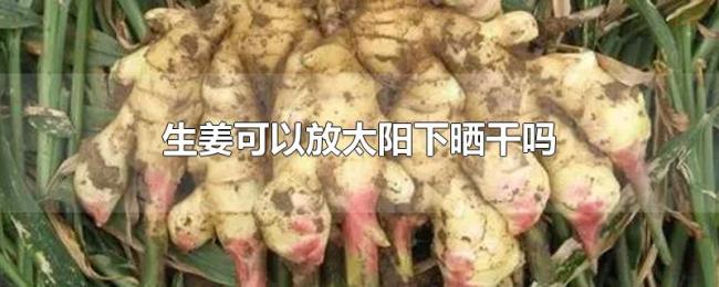 生姜可以放太阳下晒干吗 生姜可以放太阳下晒干吗