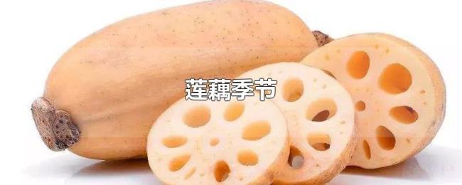 莲藕季节 莲藕季节