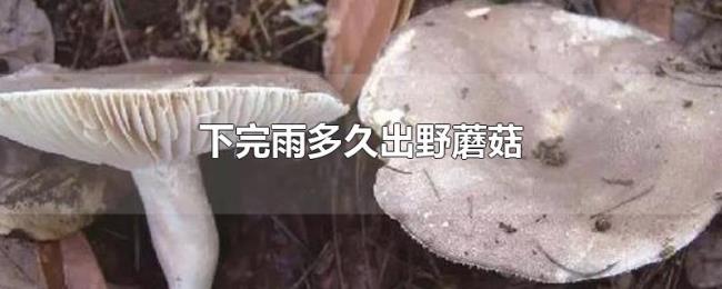 下完雨多久出野蘑菇 下完雨多久出野蘑菇