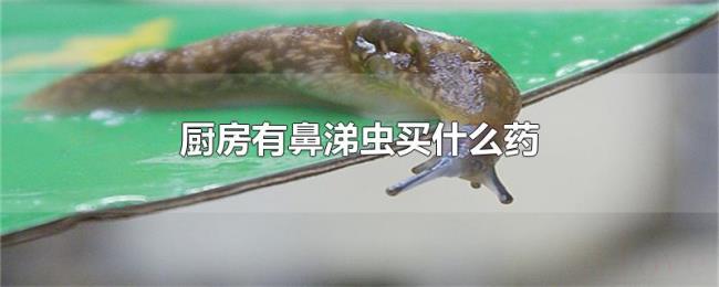 厨房有鼻涕虫买什么药 厨房有鼻涕虫买什么药