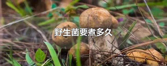 野生菌要煮多久 野生菌要煮多久