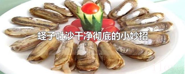 蛏子吐沙干净彻底的小妙招