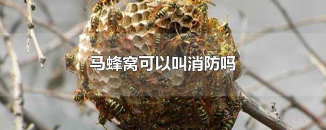 马蜂窝可以叫消防吗 马蜂窝可以叫消防吗