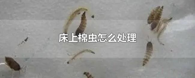 床上棉虫怎么处理 床上棉虫怎么处理