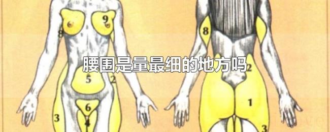腰围是量最细的地方吗 腰围是量最细的地方吗