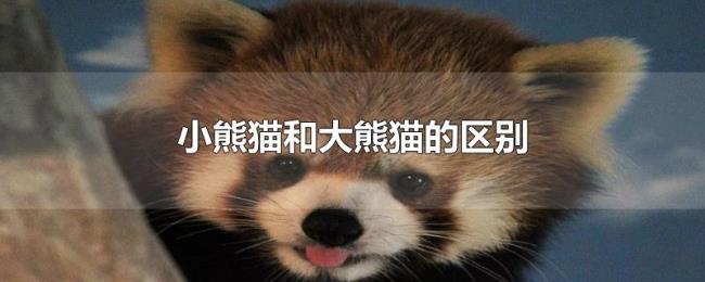 小熊猫和大熊猫的区别 小熊猫和大熊猫的区别