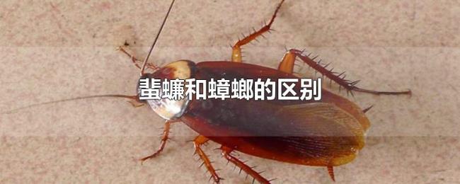 蜚蠊和蟑螂的区别 蜚蠊和蟑螂的区别