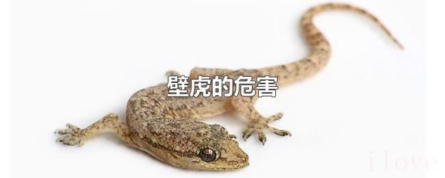 壁虎的危害 壁虎的危害