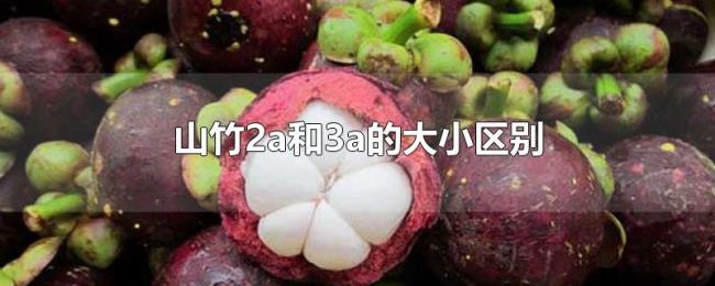山竹2a和3a的大小区别 山竹2a和3a的大小区别