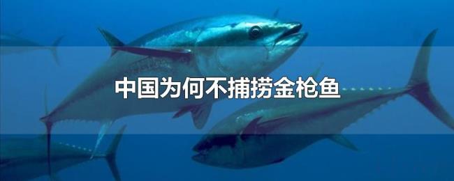 中国为何不捕捞金枪鱼