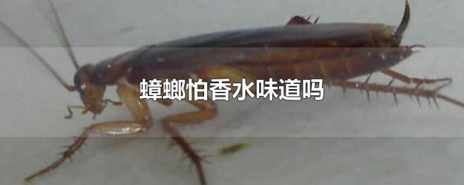 蟑螂怕香水味道吗