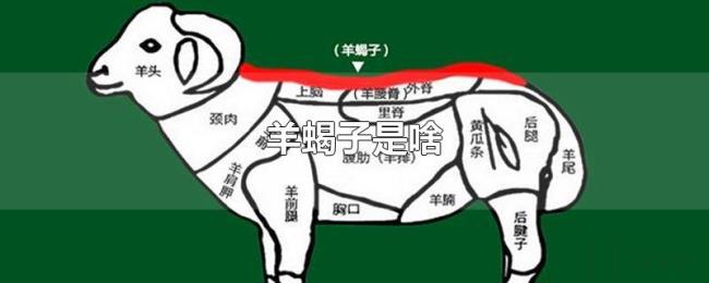 羊蝎子是啥 羊蝎子是啥
