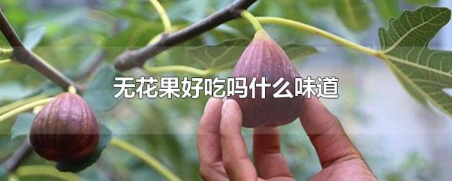 无花果好吃吗什么味道 无花果好吃吗什么味道