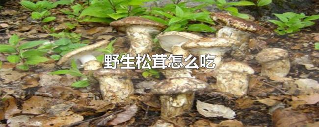 野生松茸怎么吃