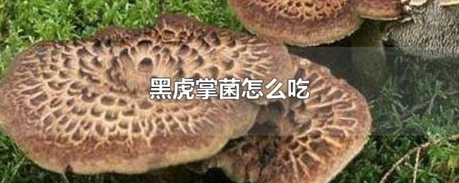 黑虎掌菌怎么吃 黑虎掌菌怎么吃