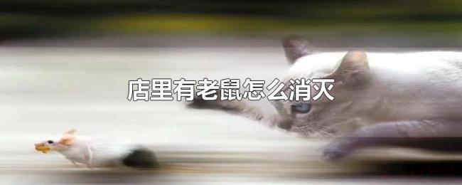 店里有老鼠怎么消灭