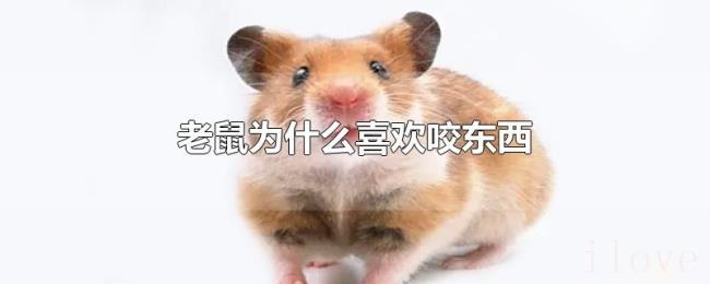 老鼠为什么喜欢咬东西 老鼠为什么喜欢咬东西